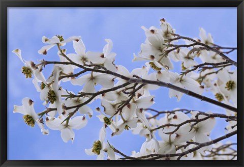 Framed Blooming Dogwood Tree, Owens Valley California Print