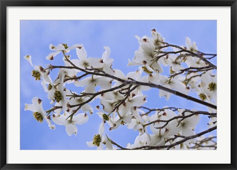 Framed Blooming Dogwood Tree, Owens Valley California Print