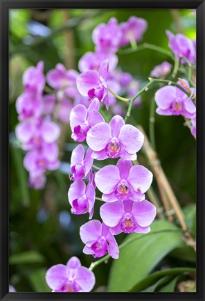 Framed Orchid Print