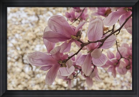 Framed Yulan Magnolia Blossoms, Louisville, Kentucky Print
