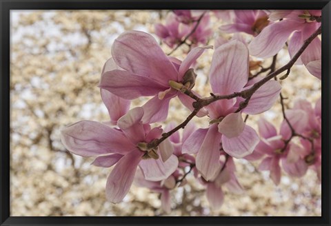 Framed Yulan Magnolia Blossoms, Louisville, Kentucky Print