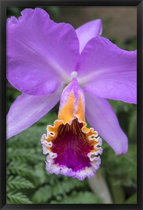 Framed Purple Orchid Print