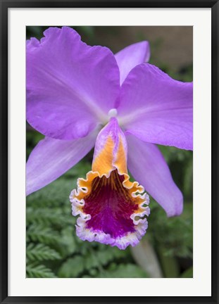 Framed Purple Orchid Print