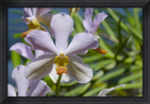 Framed Jenny&#39;s Orchid Garden 1, Darwin, Australia Print