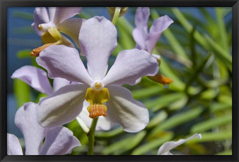 Framed Jenny&#39;s Orchid Garden 1, Darwin, Australia Print