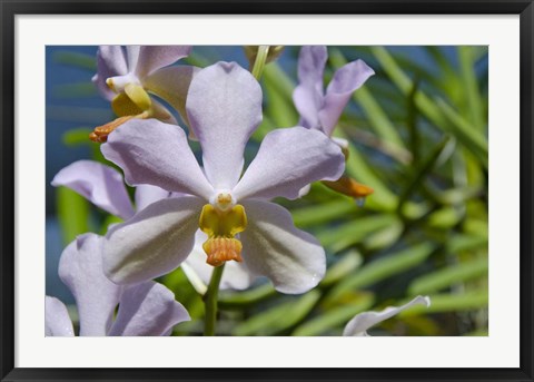 Framed Jenny&#39;s Orchid Garden 1, Darwin, Australia Print