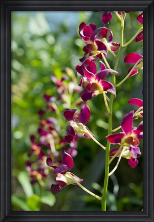 Framed Jenny&#39;s Orchid Garden 2, Darwin, Australia Print