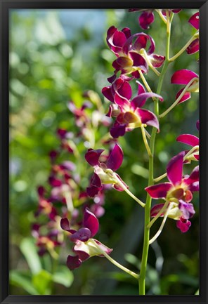 Framed Jenny&#39;s Orchid Garden 2, Darwin, Australia Print