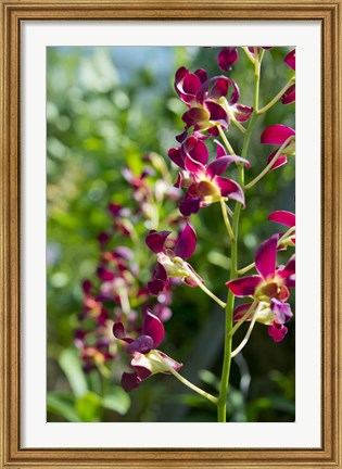 Framed Jenny&#39;s Orchid Garden 2, Darwin, Australia Print