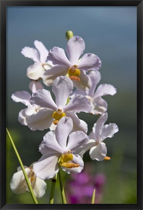 Framed Jenny&#39;s Orchid Garden 3, Darwin, Australia Print