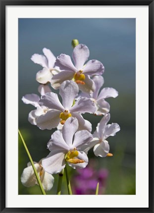 Framed Jenny&#39;s Orchid Garden 3, Darwin, Australia Print