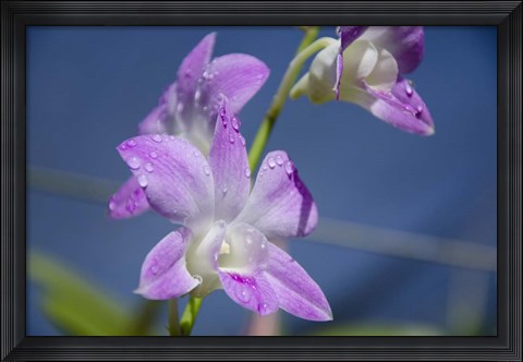Framed Orchids With Water Droplets, Darwin, Australia Print