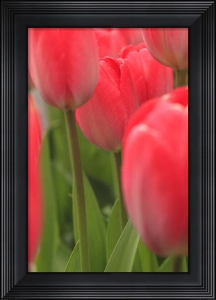 Framed Tulips In A Garden 1, Victoria, Canada Print