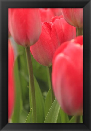 Framed Tulips In A Garden 1, Victoria, Canada Print