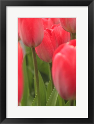 Framed Tulips In A Garden 1, Victoria, Canada Print