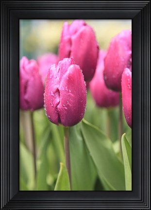 Framed Tulips In A Garden 2, Victoria, Canada Print