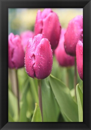 Framed Tulips In A Garden 2, Victoria, Canada Print