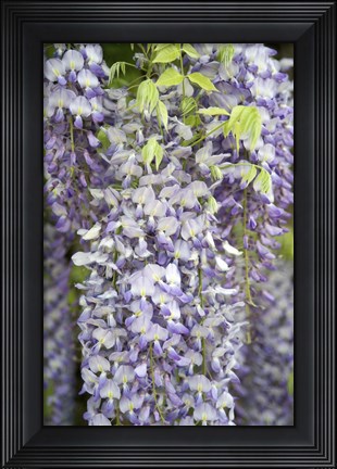 Framed Wisteria In Mirabell Garden 1, Salzburg, Austria Print
