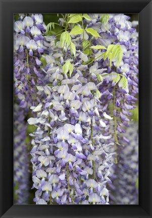 Framed Wisteria In Mirabell Garden 1, Salzburg, Austria Print