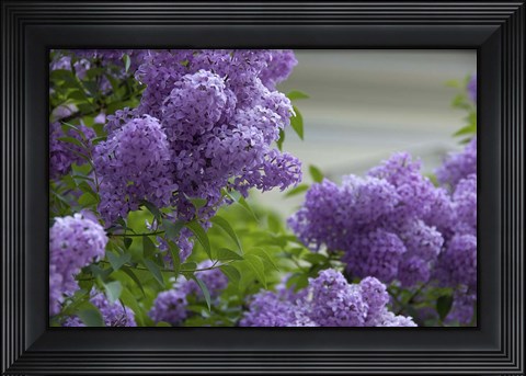 Framed Lilacs In Bloom, Salzburg, Austria Print