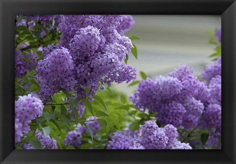 Framed Lilacs In Bloom, Salzburg, Austria Print