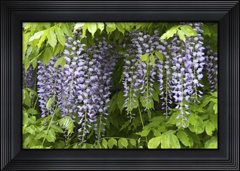 Framed Wisteria In Bloom, Salzburg, Austria Print