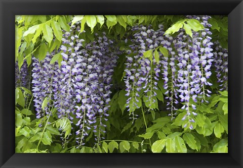 Framed Wisteria In Bloom, Salzburg, Austria Print