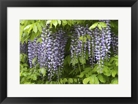 Framed Wisteria In Bloom, Salzburg, Austria Print