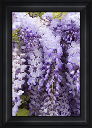 Framed Wisteria In Mirabell Garden 2, Salzburg, Austria Print
