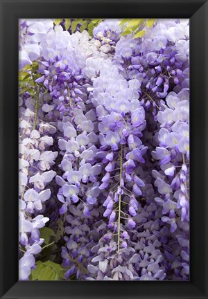 Framed Wisteria In Mirabell Garden 2, Salzburg, Austria Print