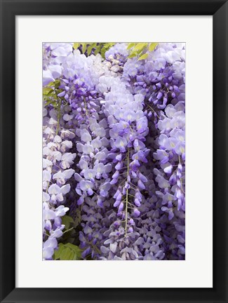 Framed Wisteria In Mirabell Garden 2, Salzburg, Austria Print