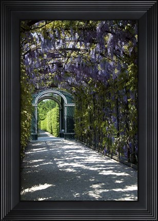 Framed Wisteria Arbor In Garden, Austria, Vienna, Schonbrunn Palace Print