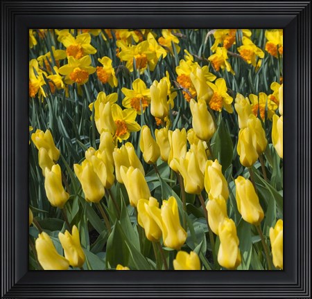 Framed Yellow Tulips Print