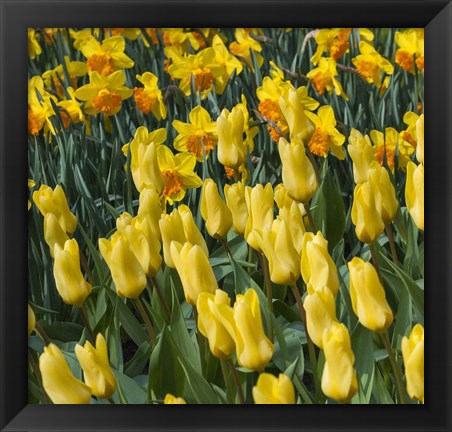 Framed Yellow Tulips Print