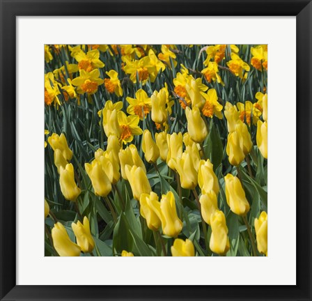 Framed Yellow Tulips Print