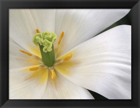 Framed Close-Up White Tulip Print