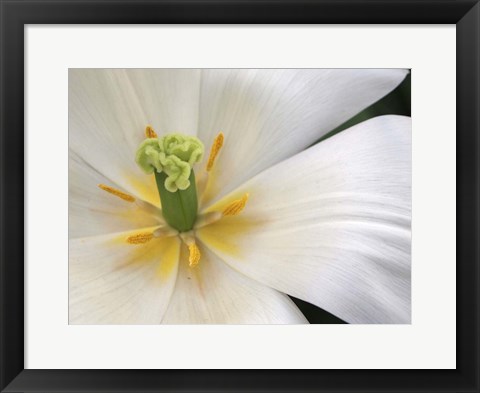 Framed Close-Up White Tulip Print