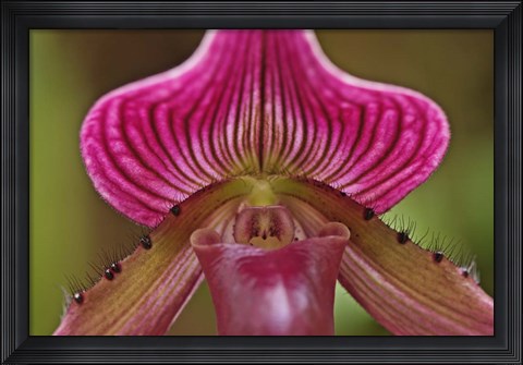 Framed Ladyslipper Orchid, Orchidaceae Spp Print