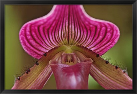 Framed Ladyslipper Orchid, Orchidaceae Spp Print