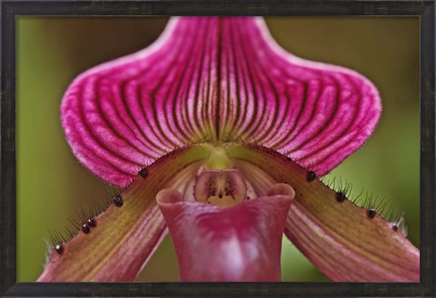 Framed Ladyslipper Orchid, Orchidaceae Spp Print