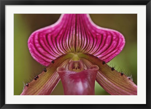 Framed Ladyslipper Orchid, Orchidaceae Spp Print