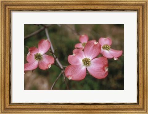 Framed Pink Dogwood Blooms Print