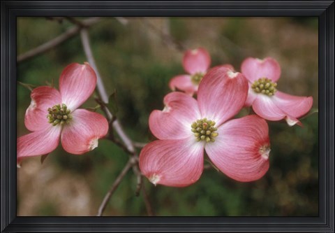 Framed Pink Dogwood Blooms Print