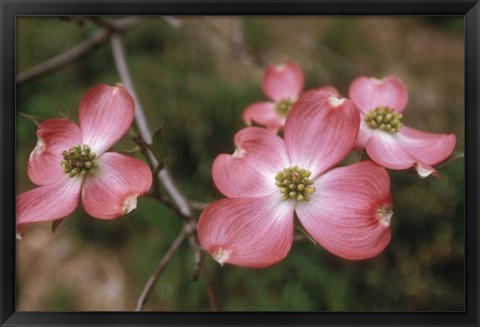 Framed Pink Dogwood Blooms Print