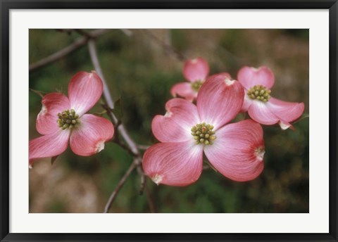 Framed Pink Dogwood Blooms Print