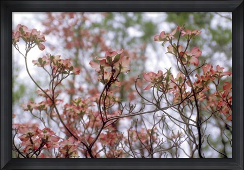 Framed Pink Dogwood Print