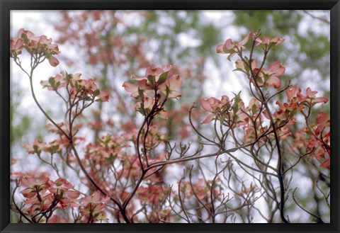 Framed Pink Dogwood Print