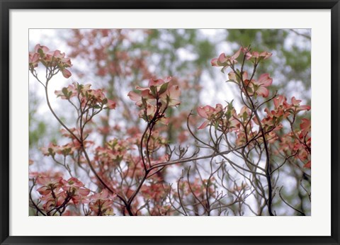 Framed Pink Dogwood Print