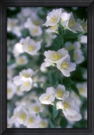 Framed Delphinium Field Print
