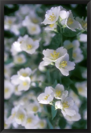 Framed Delphinium Field Print